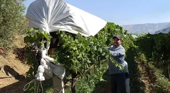 Sarıgöl'de Üzüm Bağları İçin Örtü Çalışmaları Devam Ediyor