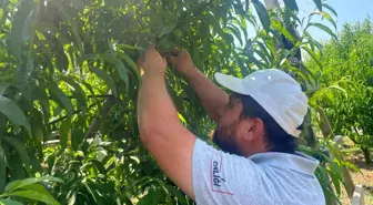Bursa'da Şeftali ve Armut Seyreltme Çalışmaları Devam Ediyor