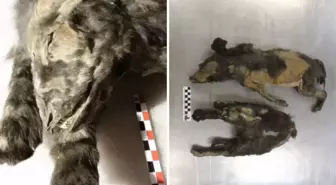 14 bin yıllık kurt yavruları buzlar altında mumyalanmış hâlde bulundu!