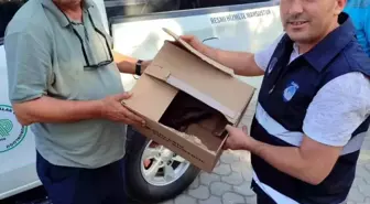 Yaralı Atmaca Bilecik'te Koruma Altına Alındı