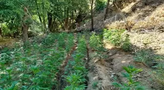 Bingöl'de 7 Bin 945 Kök Kenevir ve 9 Bin 300 Kök Skunk Ele Geçirildi