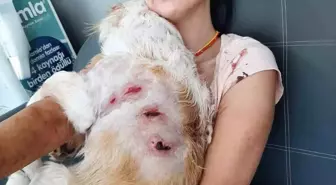 Bursa'da Kangal Köpeklerinin Saldırısına Uğrayan Kadın Yaralandı