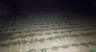 Diyarbakır'da Kenevir Tarlasında 2 Bin Kök Ele Geçirildi