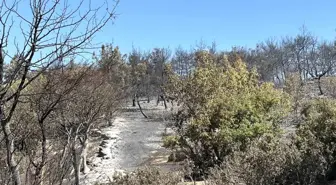 İzmir'deki Orman Yangını 21.5 Saat Sonra Kontrol Altına Alındı
