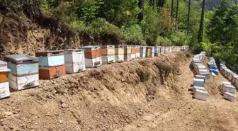 Kastamonu'da Kestane Balı Üreticisi 1 Milyona Yakın Arısının Telef Olmasından Şikayetçi