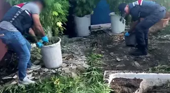 Geyve'de Uyuşturucu Operasyonu: 302 Kök Kenevir Ele Geçirildi