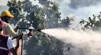 Siirt'te Çıkan Örtü Yangını Kontrol Altına Alındı