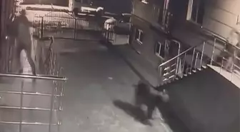 Kars'ta Bozayı Korkusu: Komşular Tedirgin Oldu