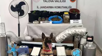 Yalova'da Uyuşturucu İmalatı: Jandarma Operasyonu