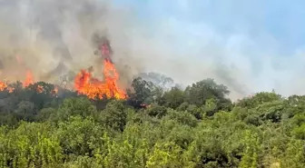 Bursa'da Orman Yangınları Artıyor, Sıcak Hava Etkiliyor