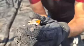 Yuvadan Düşen Yavru Kuş Kurtarıldı