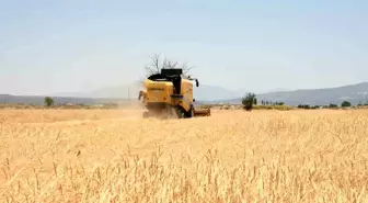 Denizli Acıpayam'da Arpa Hasadı Başladı