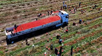 Adana'da Domates Fiyatları Düşüşte: Üreticiler Endişeli