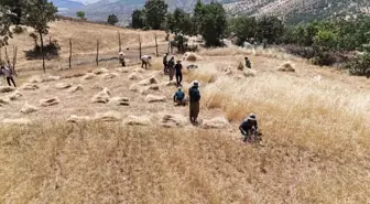 Hakkari'de Çiftçiler 38 Derecede İmece Usulü Buğday Hasadı Yapıyor