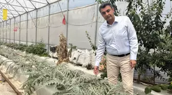 Volkanik cüruf ile topraksız tarım yapılıyor