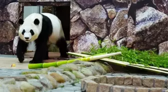 Wakayama'daki Eğlence Parkındaki Dev Pandalar Çin'e Dönüyor