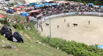 Ayder Yaylası'nda 29. Boğa Güreşleri Heyecanla Başladı