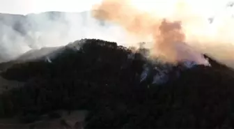 Bolu'da Orman Yangınına Hızla Müdahale Ediliyor