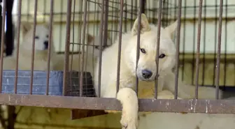 Güney Kore köpek etini yasakladı, kalan köpeklere ne olacak?