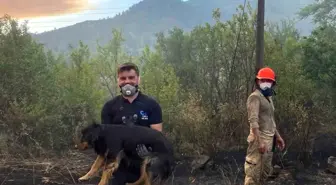 Taraklı'da Orman Yangınında Mahsur Kalan Köpek Kurtarıldı