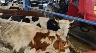 Manisa'da Şap Hastalığı Nedeniyle Hayvan Alım-Satımı Yasaklandı