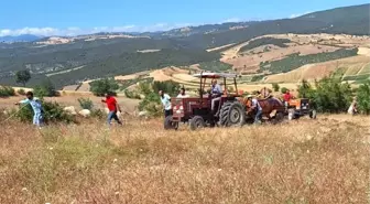 Samsun'da Buğday Tarlasında Yangın: 30 Dönüm Zarar Gördü
