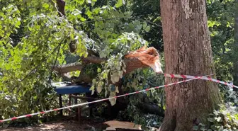 Beykoz'da Rüzgar Devrilen Ihlamur Ağacı Panik Yaratı