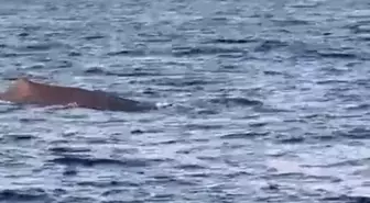Manavgat'ta Amatör Balıkçılar Balina ile Karşılaştı