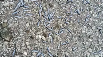 Çanakkale'de Kuraklık Nedeniyle Balık Ölümleri