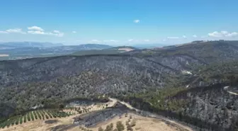 Manisa'daki Orman Yangınında Rüzgarın Etkisiyle Zorlu Mücadele