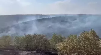 Mardin Nusaybin'de Orman Yangını Çıktı