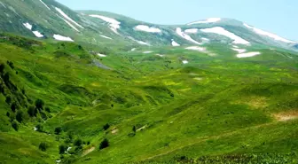 Posof'ta Yaz Mevsimiyle Yaylaya Çıkışlar Başladı