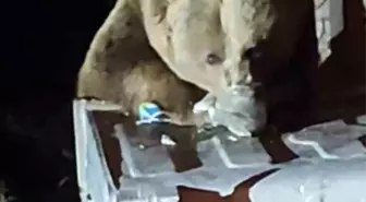 Uludağ'da Ayı Çöp Konteynerlerini Karıştırarak Yiyecek Aradı