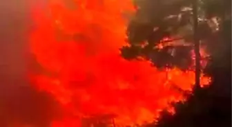 Adana'da Orman Yangını Büyüyor, Evler Tahliye Ediliyor