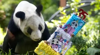 Dev Panda Xin Xin'in 35. Doğum Günü Kutlandı