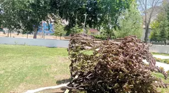 Adıyaman'da Şiddetli Rüzgar Ağaçları Köklüyor: Fırtına Uyarısı