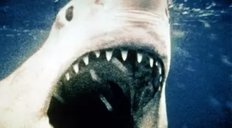 Jaws filminin gerçek hikayesi