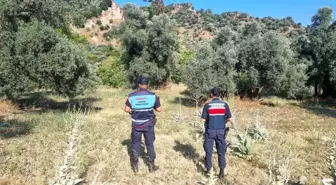 Aydın'da Orman Yangınına Karşı Tedbirler: Yasaklara Uymayanlara Cezalar
