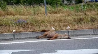 Sinop'ta Çakal, Otomobilin Çarpmasıyla Telef Oldu