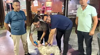 Havran'da Kuduz Aşısı Uygulaması Gerçekleştirildi