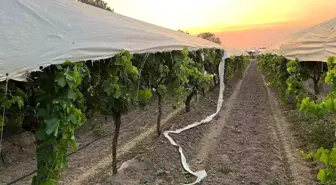 Traktör Üzüm Bağına Girerek Zarar Verdi