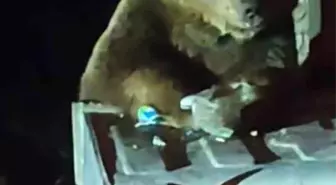 Uludağ'da Boz Ayı panik yarattı