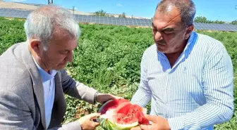 Gaziantep'te 2025 Karpuz Hasadı Başladı