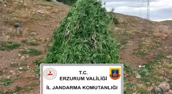 Erzurum'da Kenevir Operasyonu: 720 Kök Ele Geçirildi