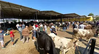 Aydın'da Hayvan Pazarları Tedbiren Kapatıldı