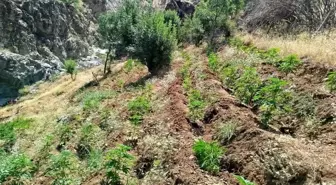 Bingöl'de Jandarma Operasyonu: 5 Bin 990 Kök Kenevir Ele Geçirildi