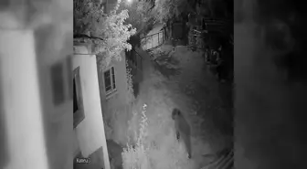 Ayancık'ta Evin Bahçesine Giren Ayı Güvenlik Kamerasında