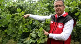 Ordu'da Fındık Rekolte Tespit Çalışmaları Başladı