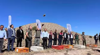 Nevşehir'de 600 Kınalı Keklik Doğaya Bırakıldı