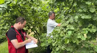 Ordu'da Fındık Rekolte Belirleme Çalışmaları Başladı